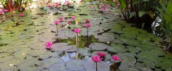 luang-prabang-lotus-garden